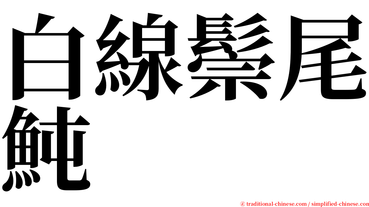 白線鬃尾魨 serif font