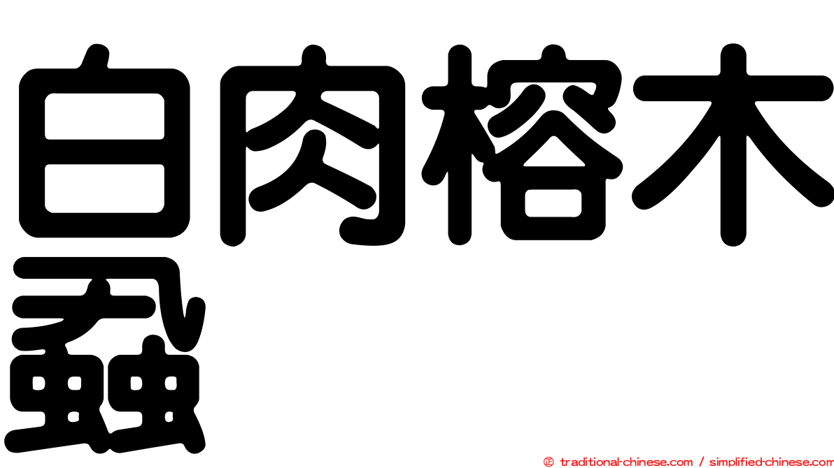 白肉榕木蝨