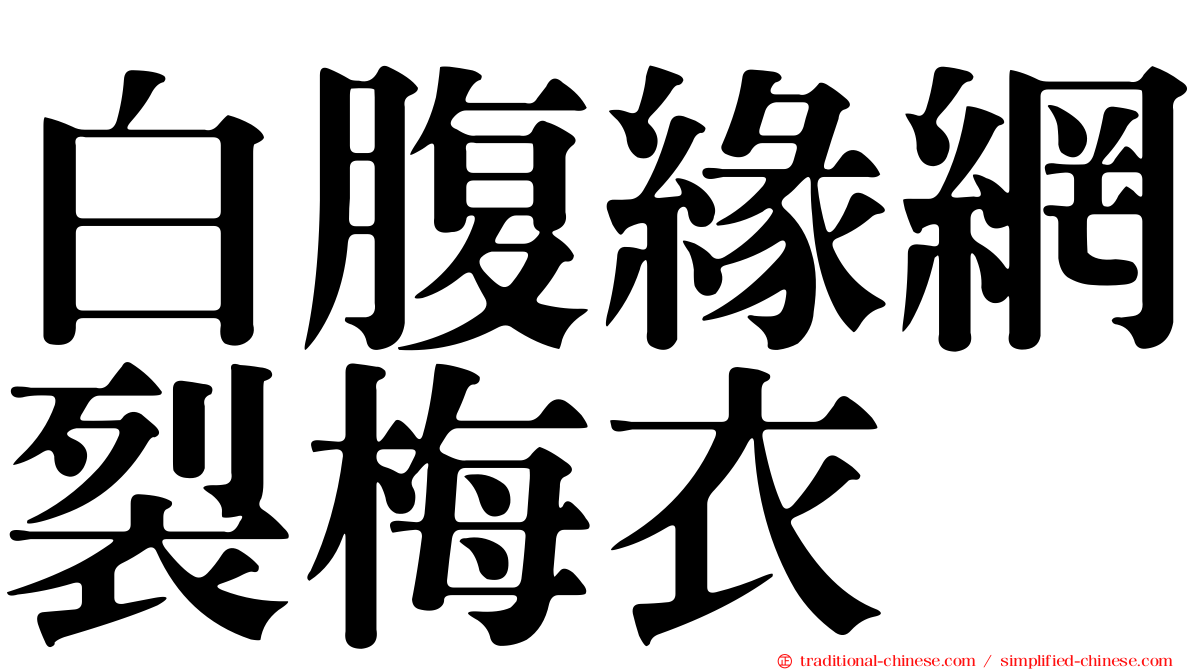 白腹緣網裂梅衣