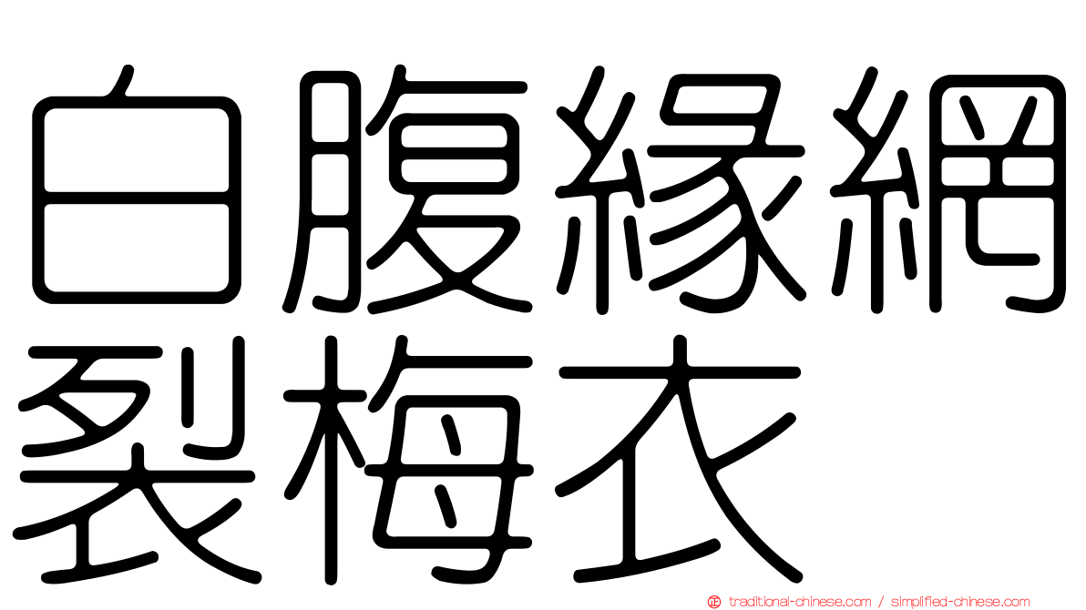 白腹緣網裂梅衣