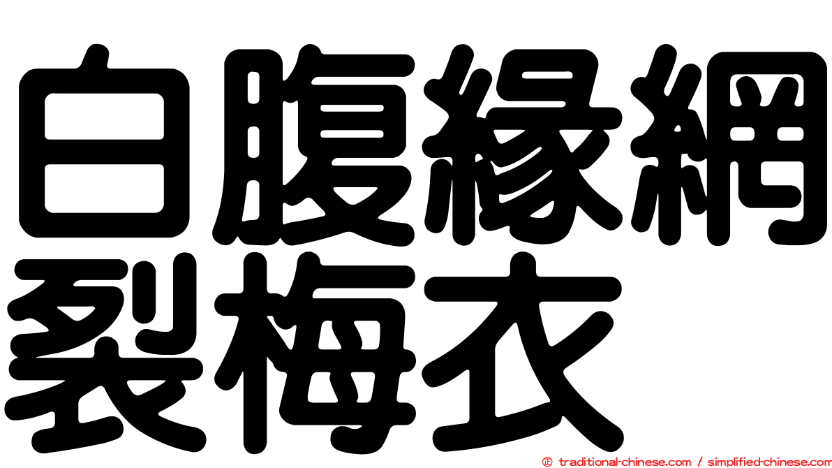 白腹緣網裂梅衣