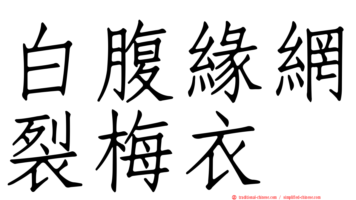 白腹緣網裂梅衣