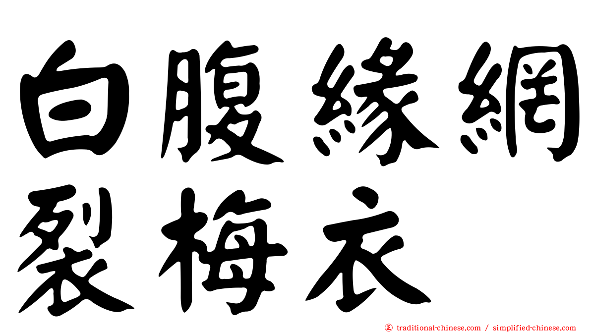 白腹緣網裂梅衣