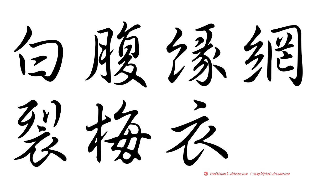 白腹緣網裂梅衣