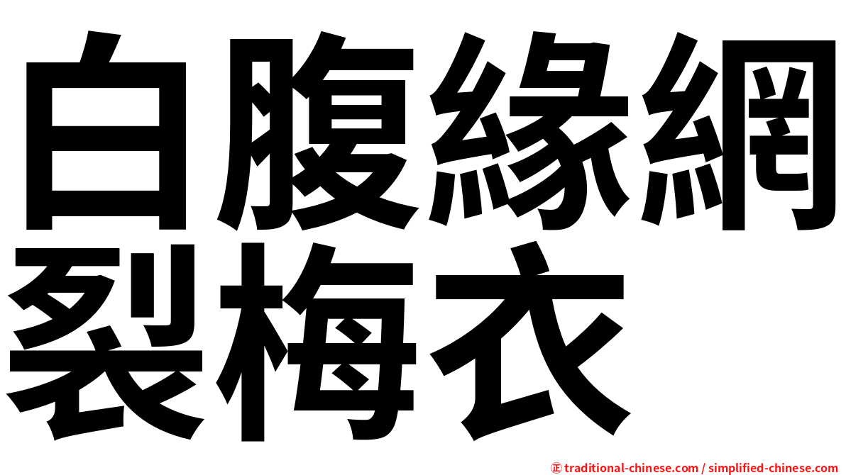 白腹緣網裂梅衣
