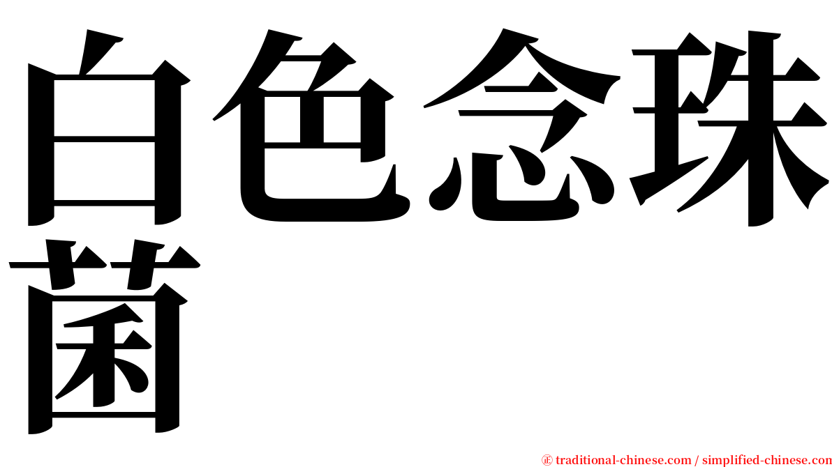 白色念珠菌 serif font