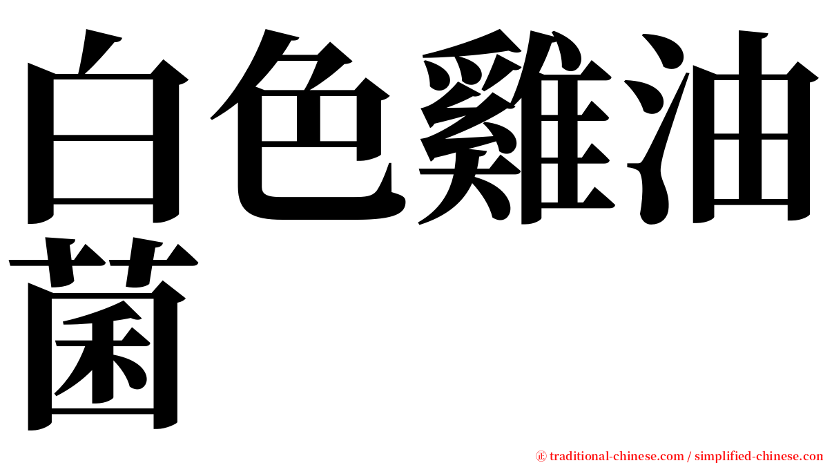 白色雞油菌 serif font