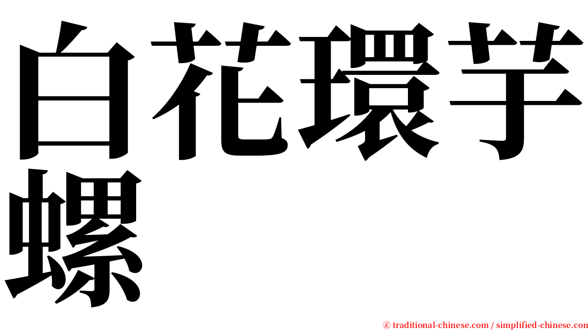 白花環芋螺 serif font