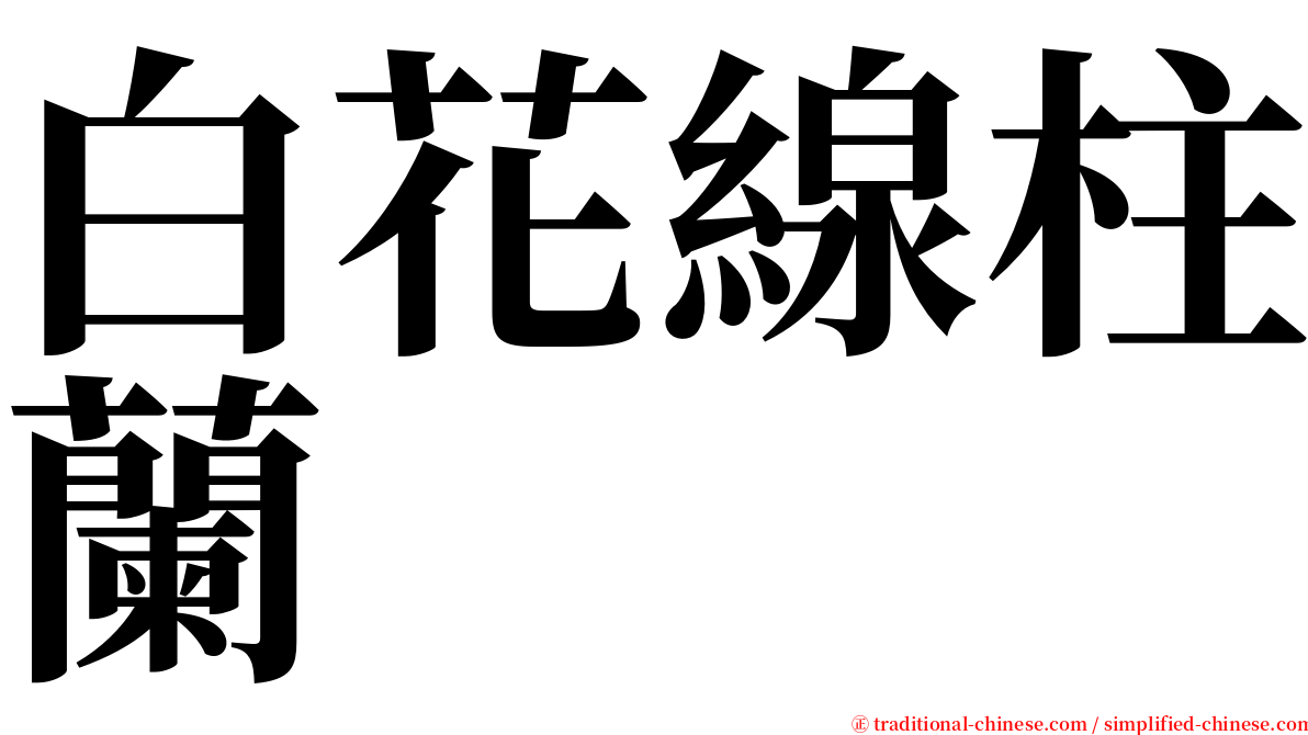 白花線柱蘭 serif font