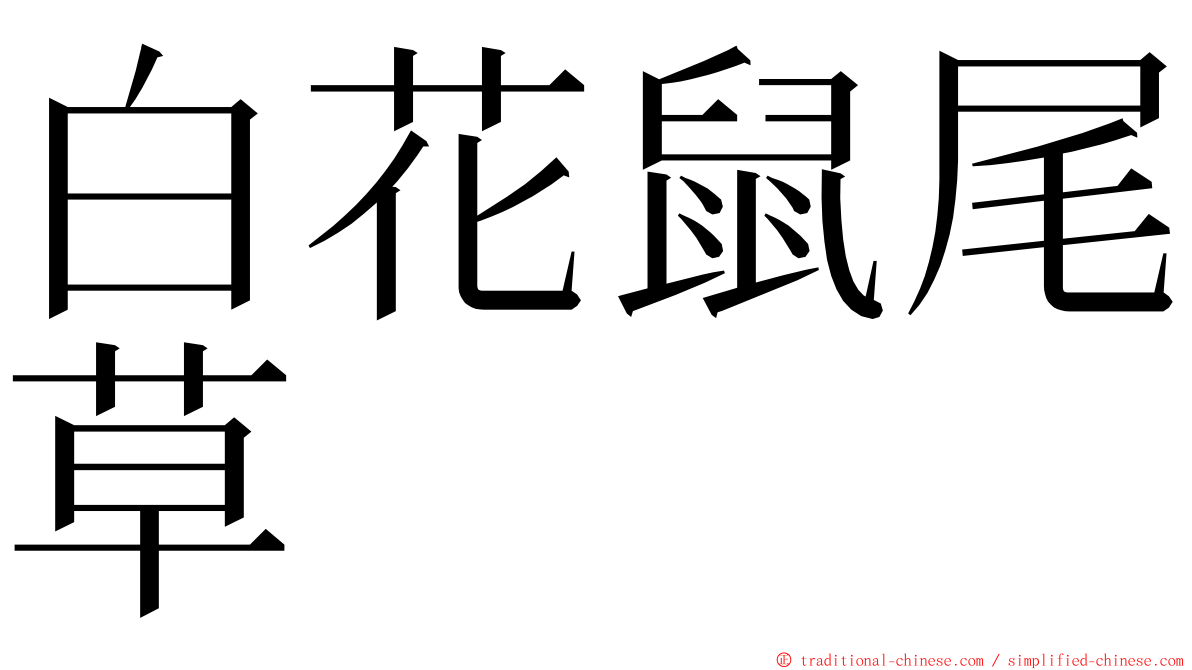 白花鼠尾草 ming font