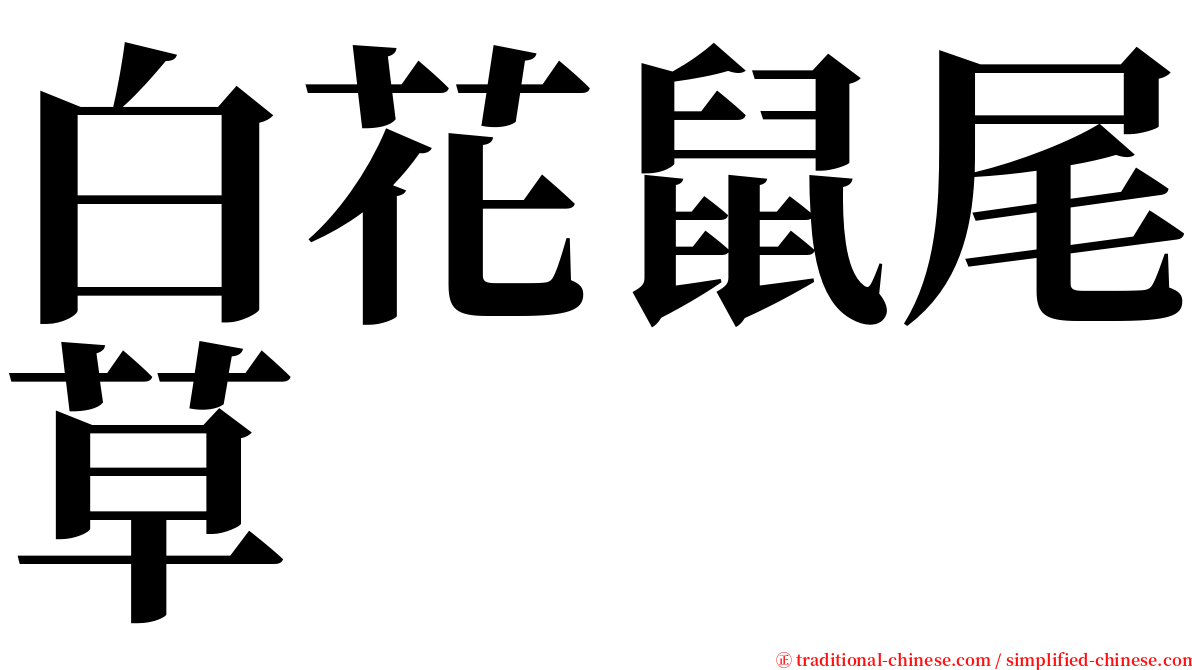 白花鼠尾草 serif font