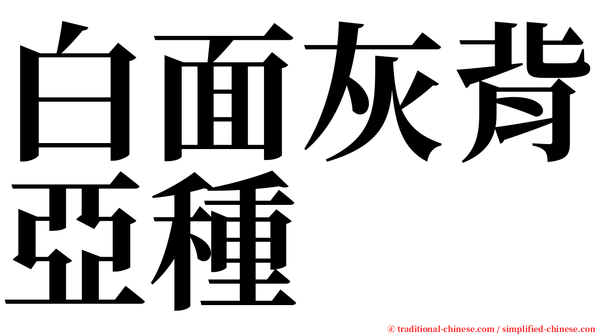 白面灰背亞種 serif font