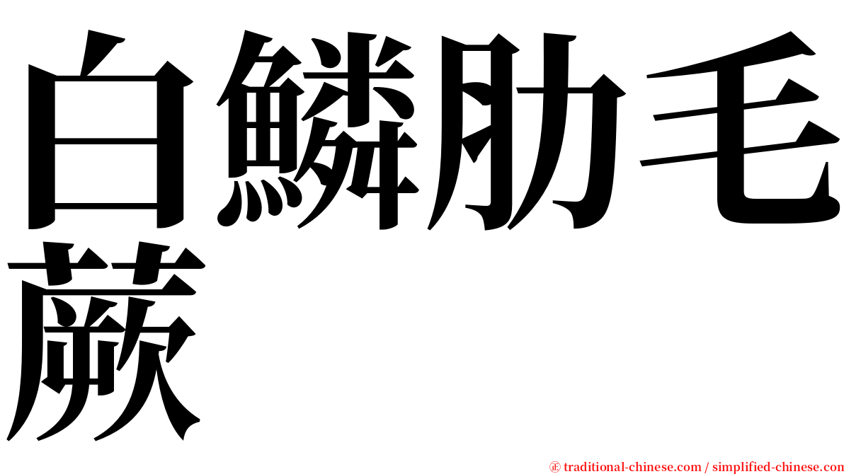 白鱗肋毛蕨 serif font