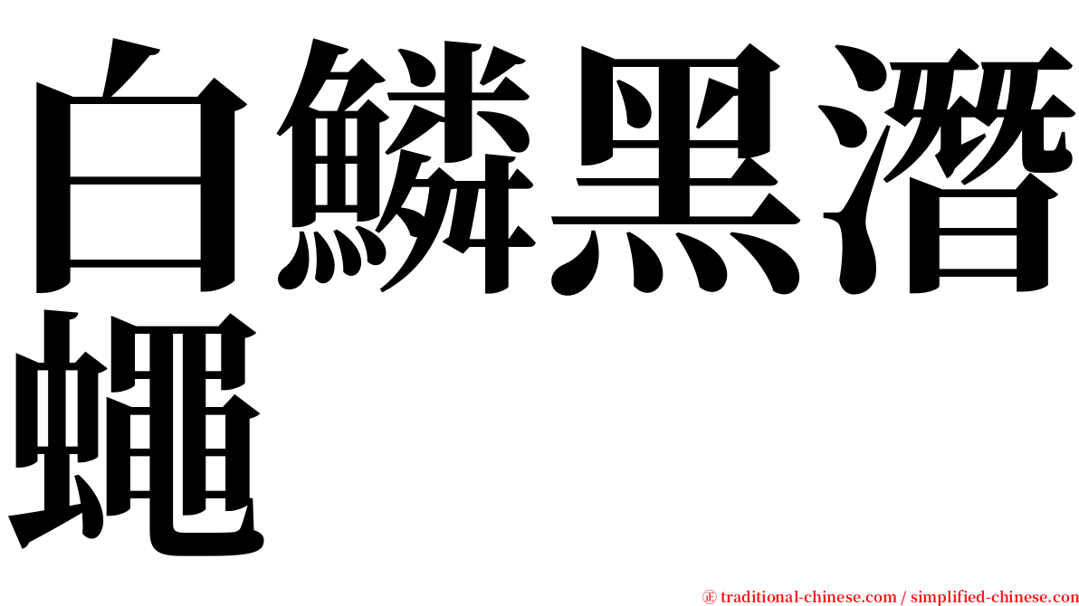 白鱗黑潛蠅 serif font