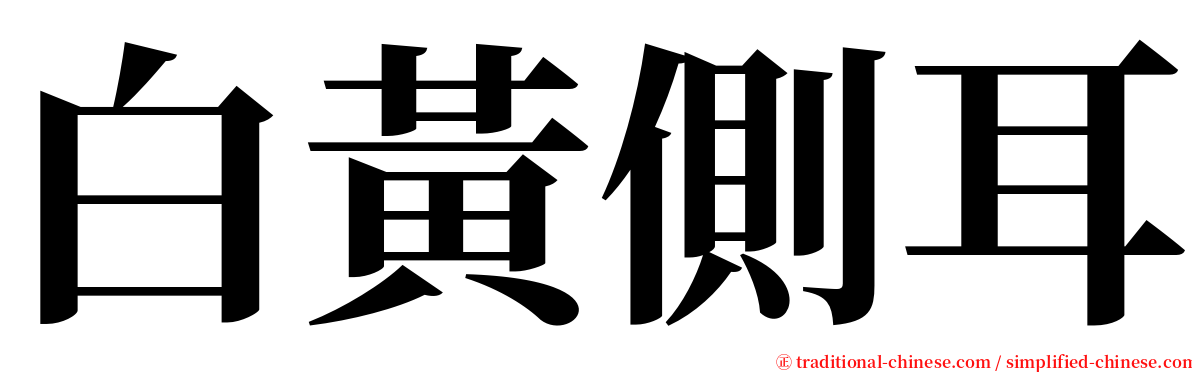 白黃側耳 serif font