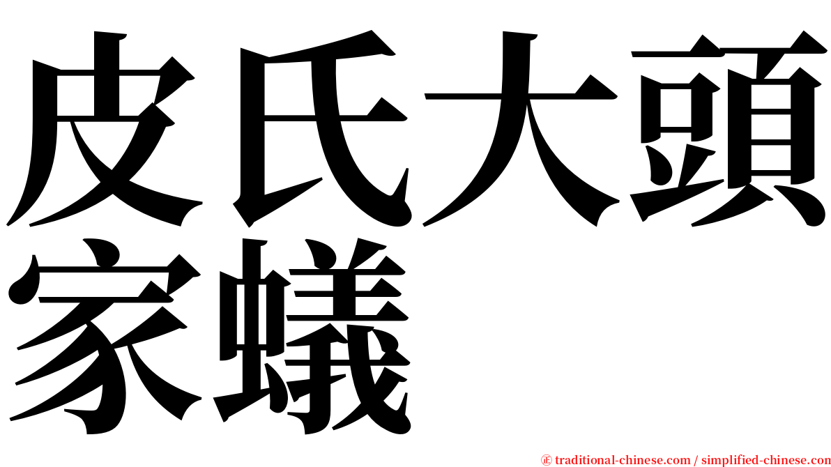 皮氏大頭家蟻 serif font