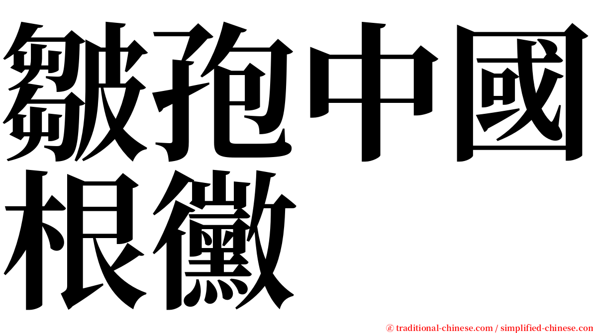 皺孢中國根黴 serif font