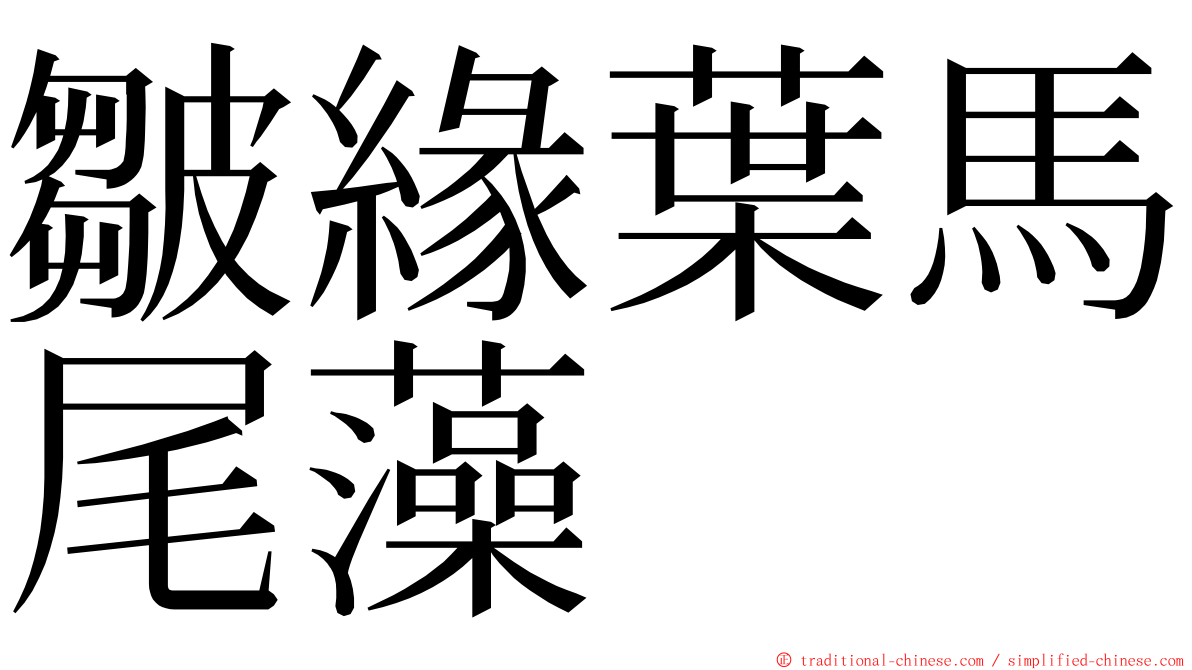 皺緣葉馬尾藻 ming font