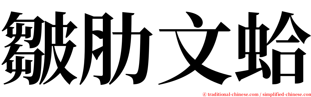 皺肋文蛤 serif font