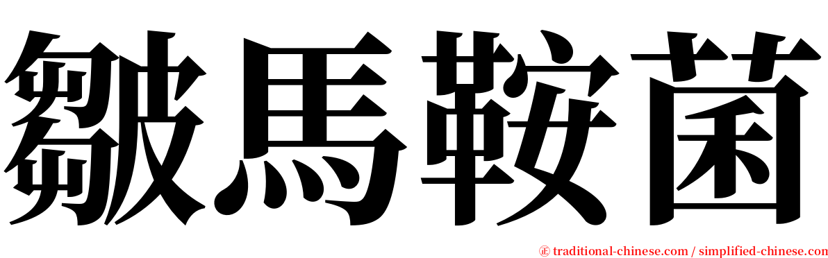 皺馬鞍菌 serif font