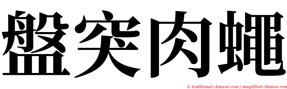 盤突肉蠅 serif font