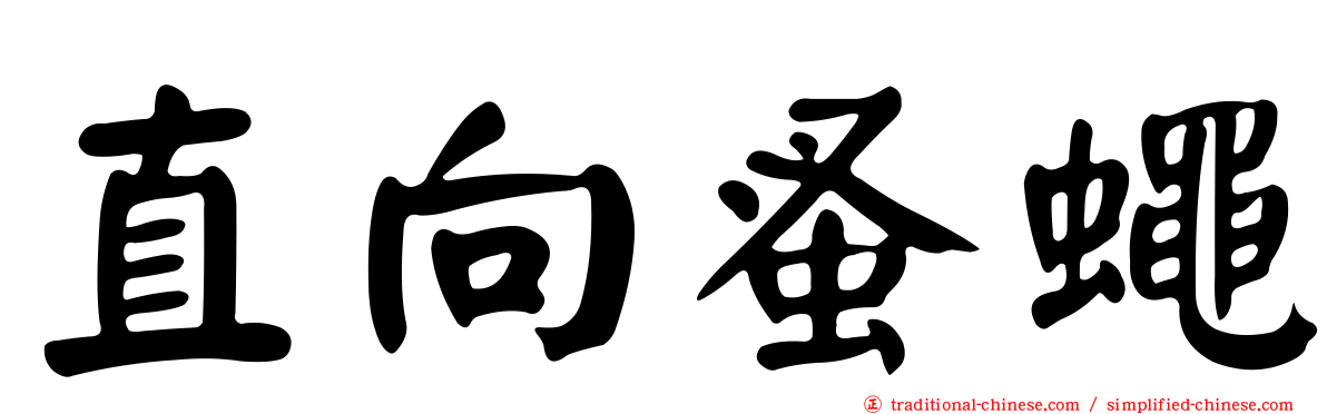 直向蚤蠅