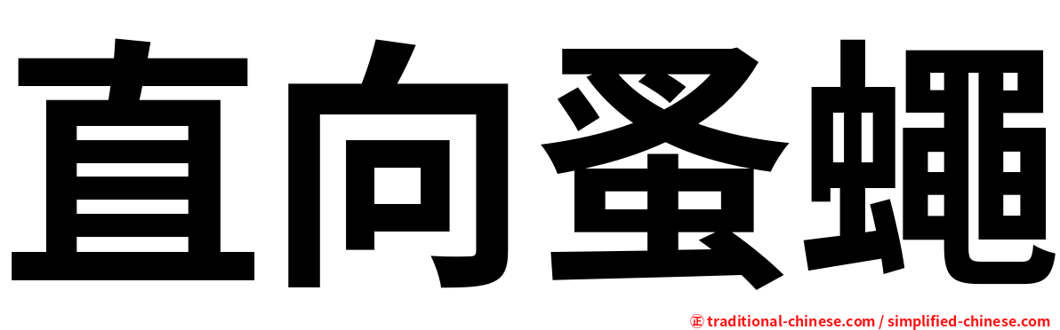 直向蚤蠅