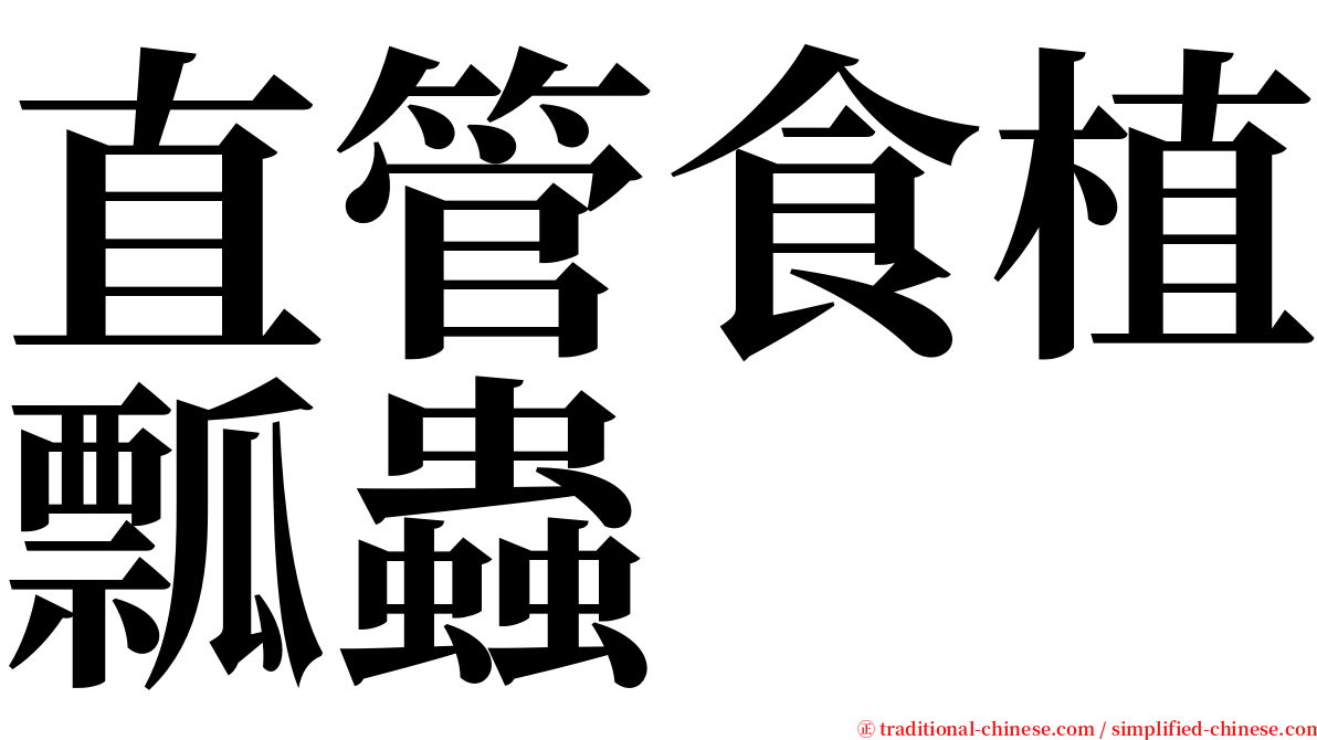 直管食植瓢蟲 serif font