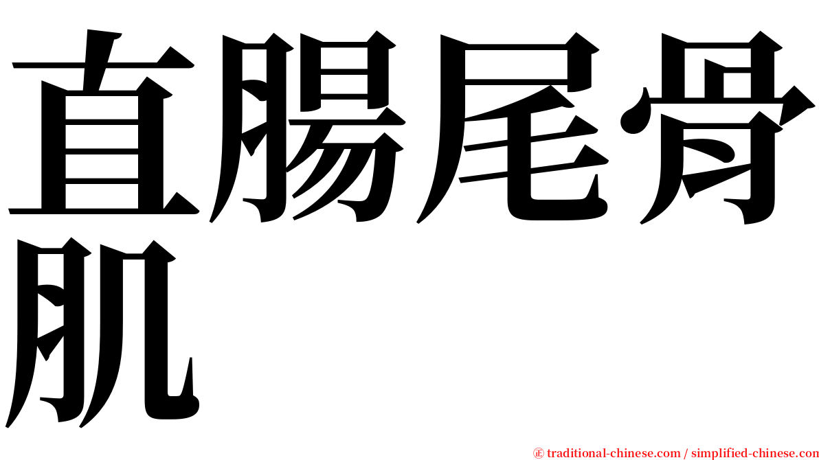 直腸尾骨肌 serif font