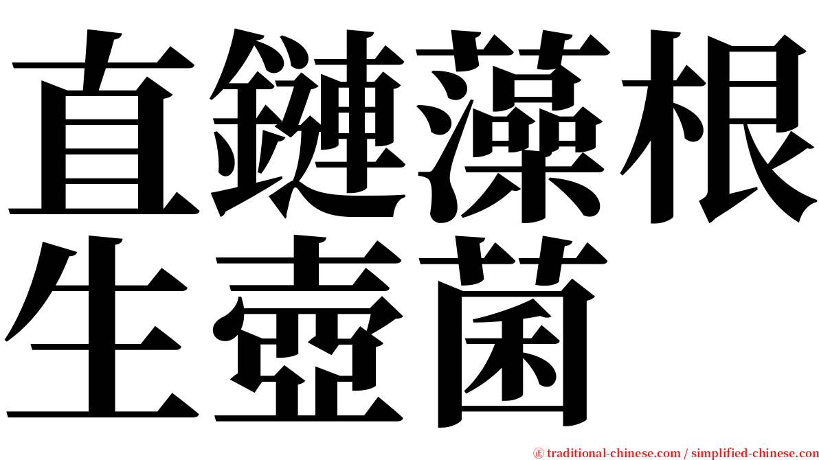 直鏈藻根生壺菌 serif font