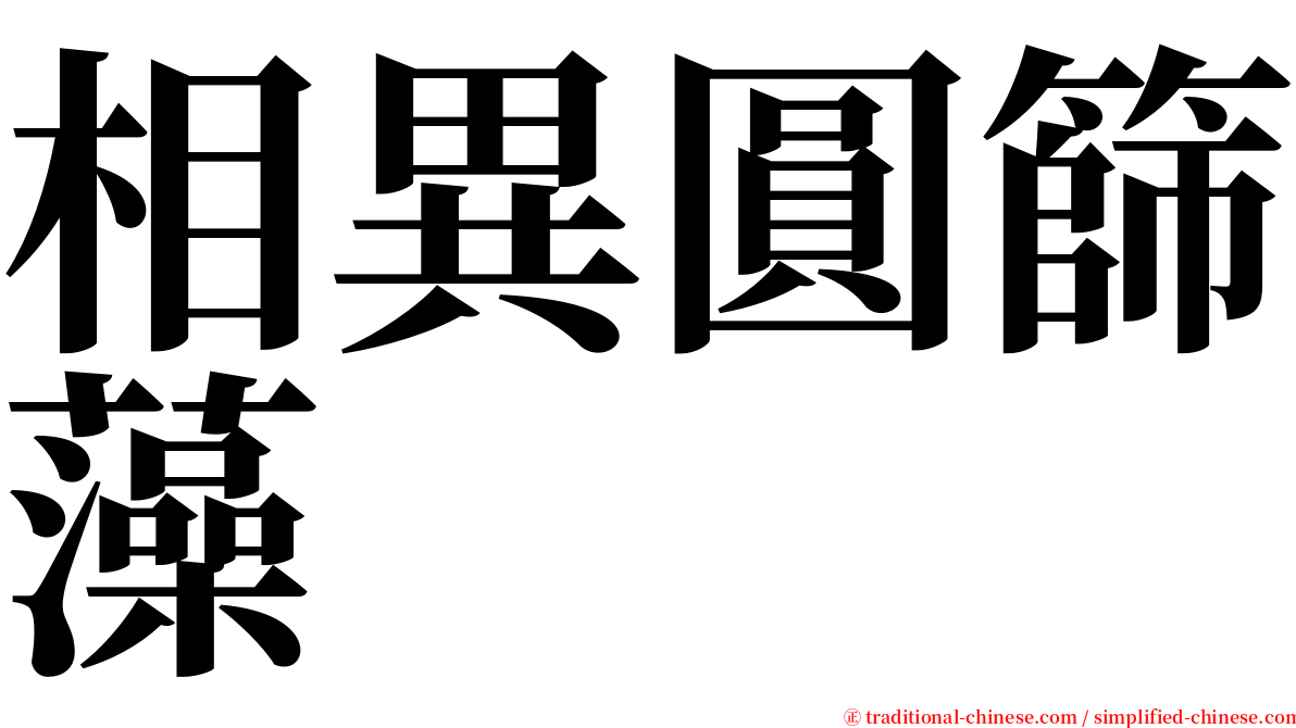 相異圓篩藻 serif font