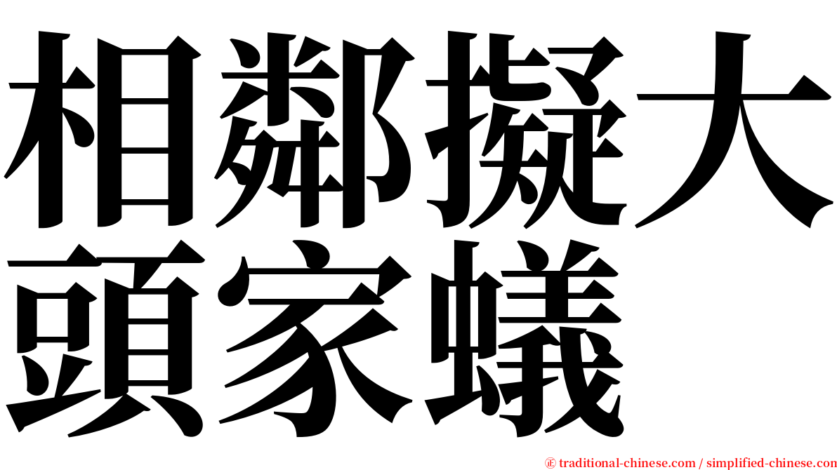 相鄰擬大頭家蟻 serif font