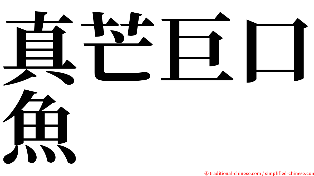 真芒巨口魚 serif font