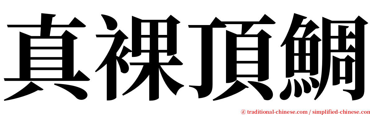 真裸頂鯛 serif font