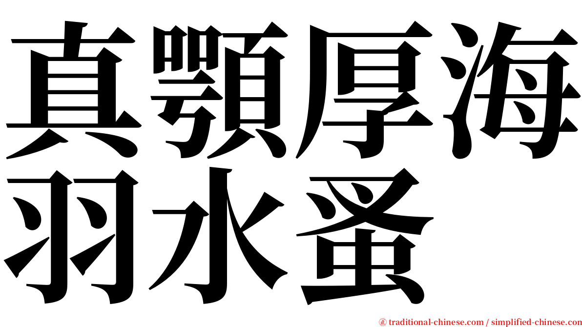 真顎厚海羽水蚤 serif font