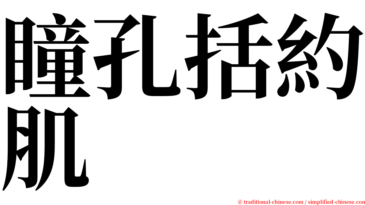 瞳孔括約肌 serif font