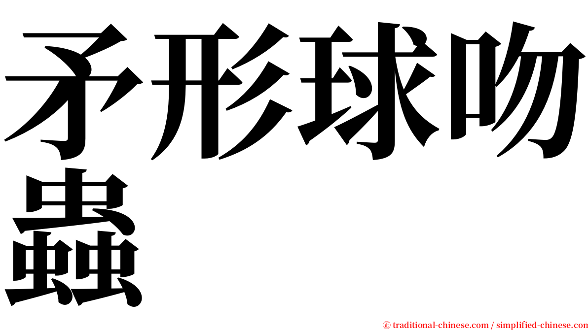 矛形球吻蟲 serif font