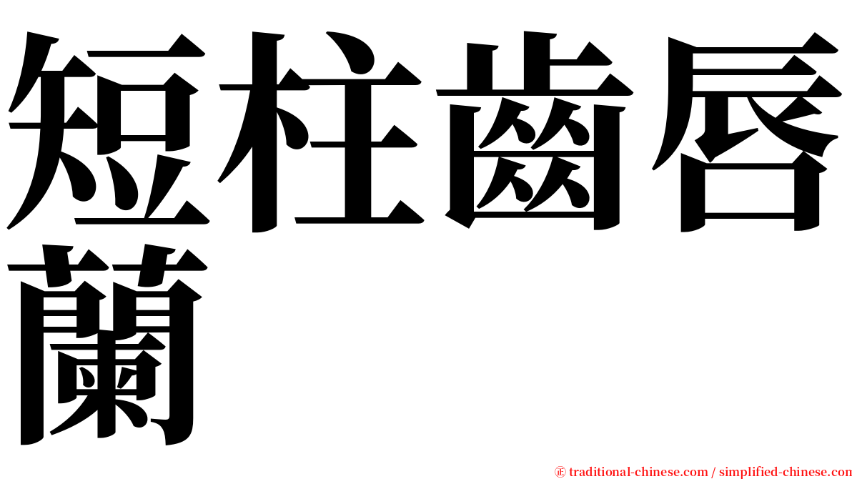 短柱齒唇蘭 serif font