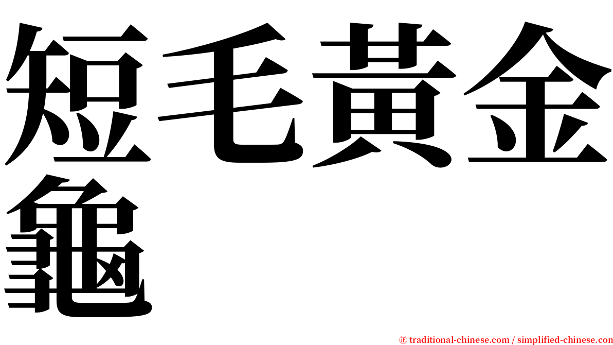 短毛黃金龜 serif font