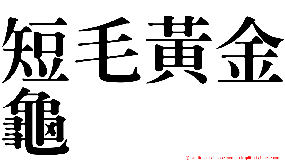 短毛黃金龜
