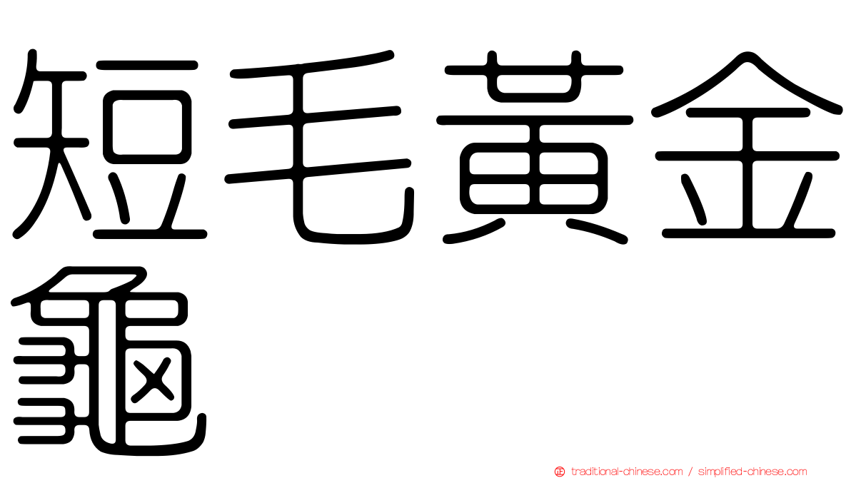 短毛黃金龜