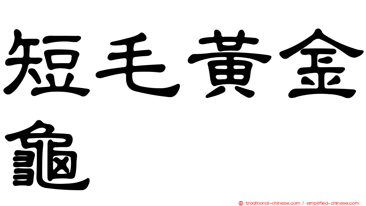 短毛黃金龜