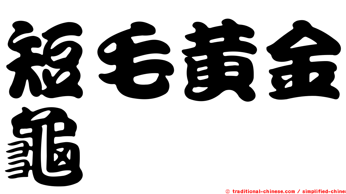 短毛黃金龜