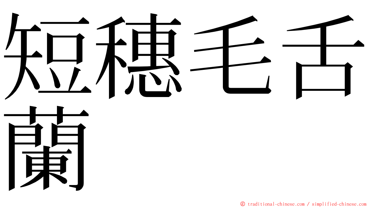 短穗毛舌蘭 ming font