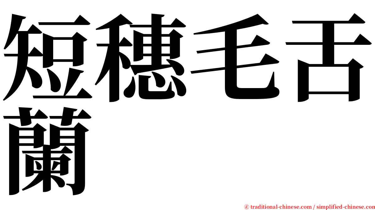 短穗毛舌蘭 serif font