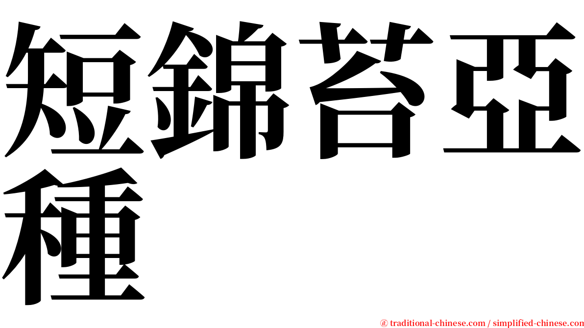 短錦苔亞種 serif font