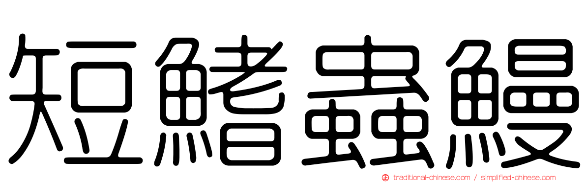 短鰭蟲鰻