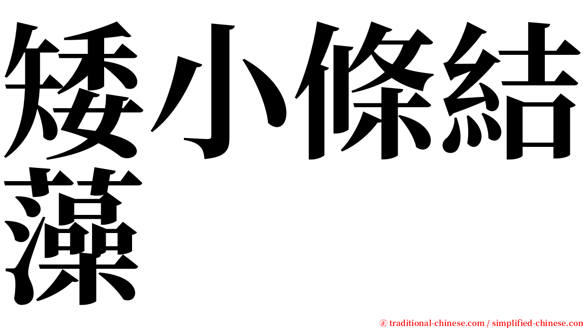 矮小條結藻 serif font