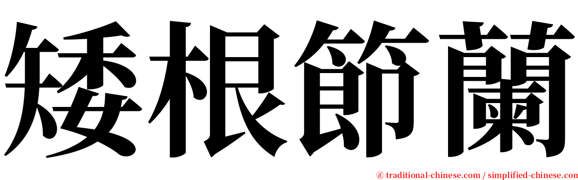 矮根節蘭 serif font