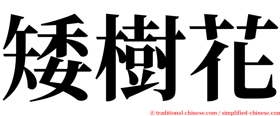 矮樹花 serif font